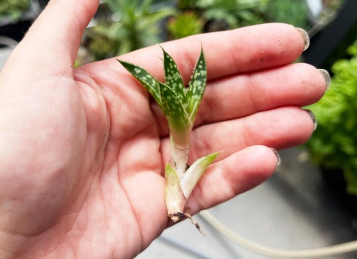 Cutting – Ox Tongue Gasteria - Image 4
