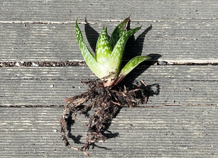 Cutting – Ox Tongue Gasteria - Image 3