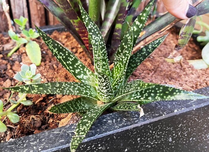 Cutting – Ox Tongue Gasteria