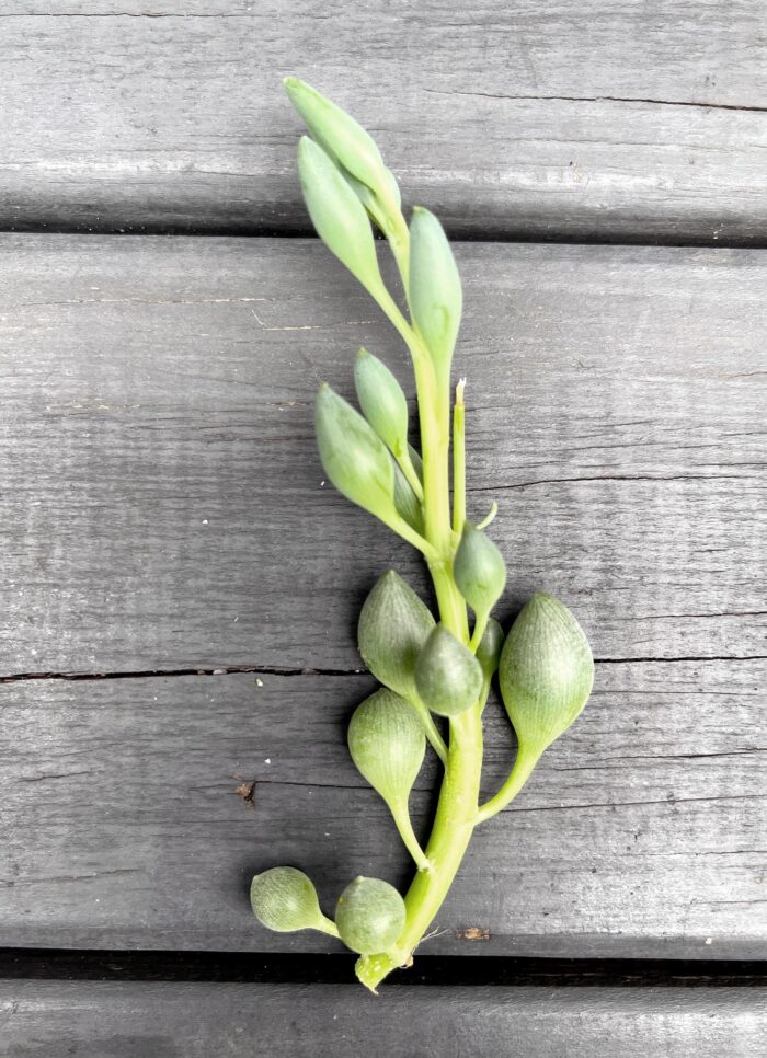 Cutting – Senecio Citriformis - Image 2