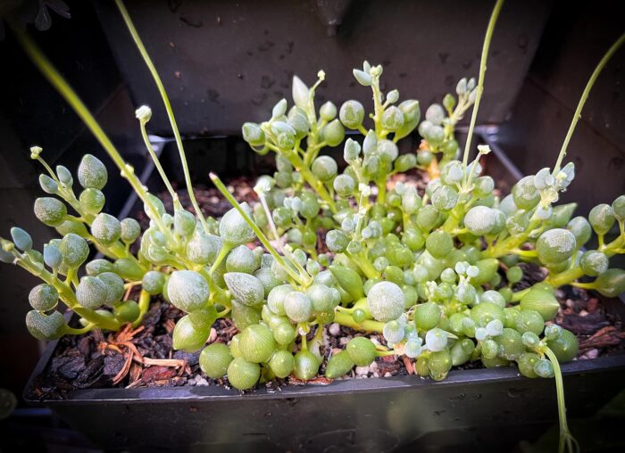 Cutting – Senecio Citriformis