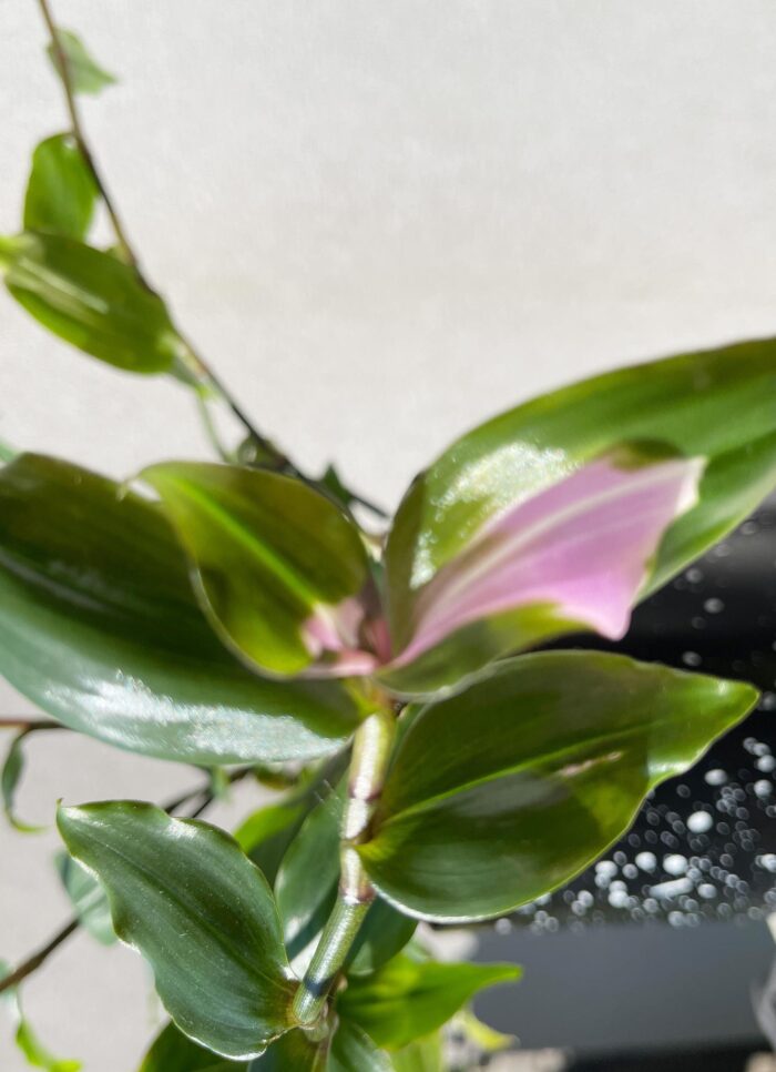 Cutting – Tradescantia Blushing Bride - Image 3