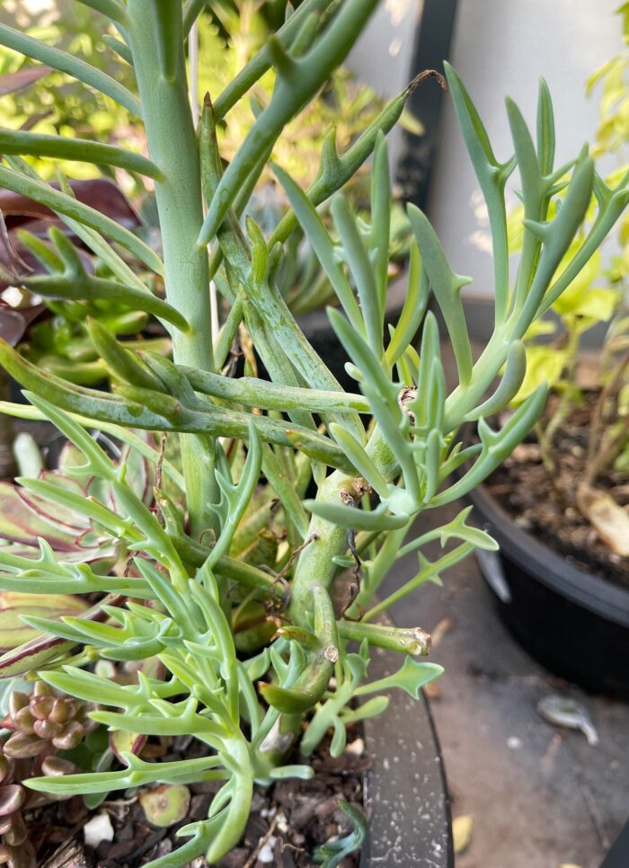 Cutting – Senecio 'Elk Antlers' - Image 2