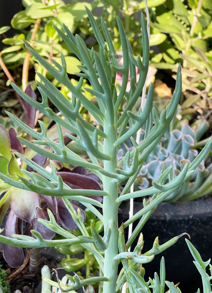 Cutting – Senecio 'Elk Antlers' - Image 3