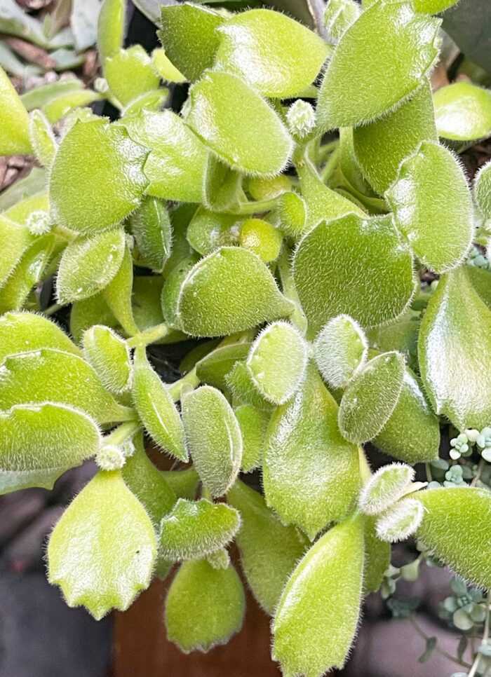 Cutting – Cotyledon Tomentosa 'Bear's Paw'