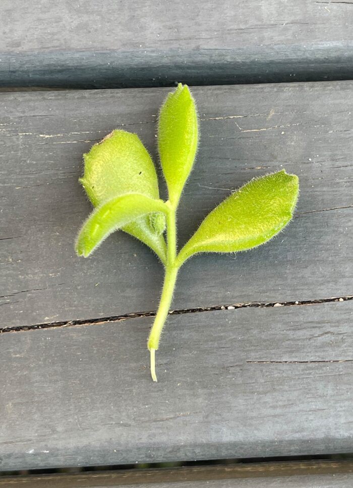 Cutting – Cotyledon Tomentosa 'Bear's Paw' - Image 2