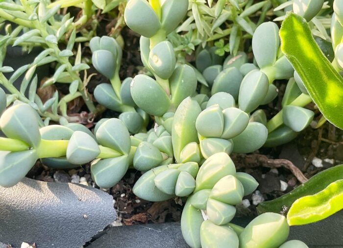 Cutting – Ice Plant, Corpuscularia Lehmannii - Image 3