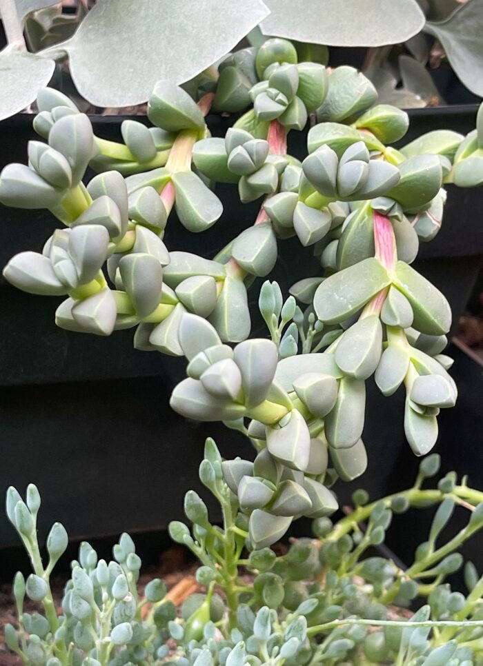 Cutting – Ice Plant, Corpuscularia Lehmannii - Image 5