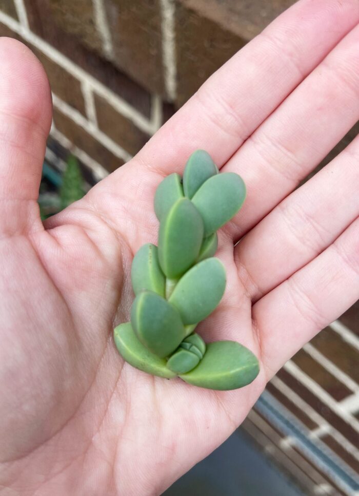 Cutting – Ice Plant, Corpuscularia Lehmannii - Image 4