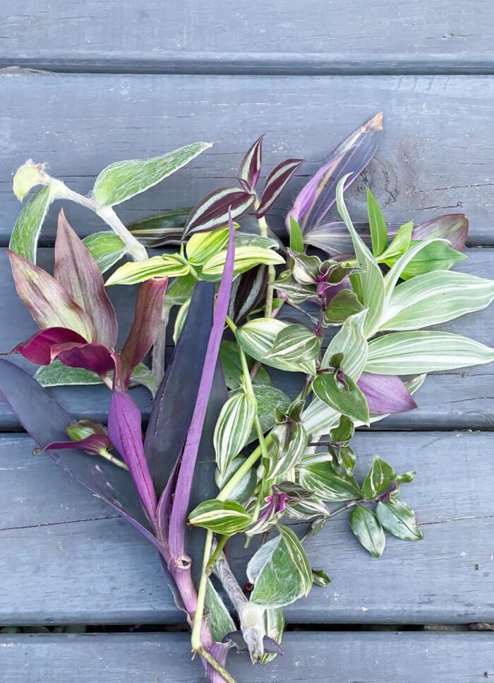 Tradescantia Mega Cuttings Bundle – Up to 12 Varieties - Image 3