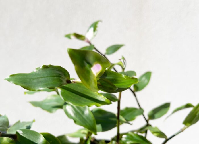 Cutting – Tradescantia Blushing Bride - Image 5