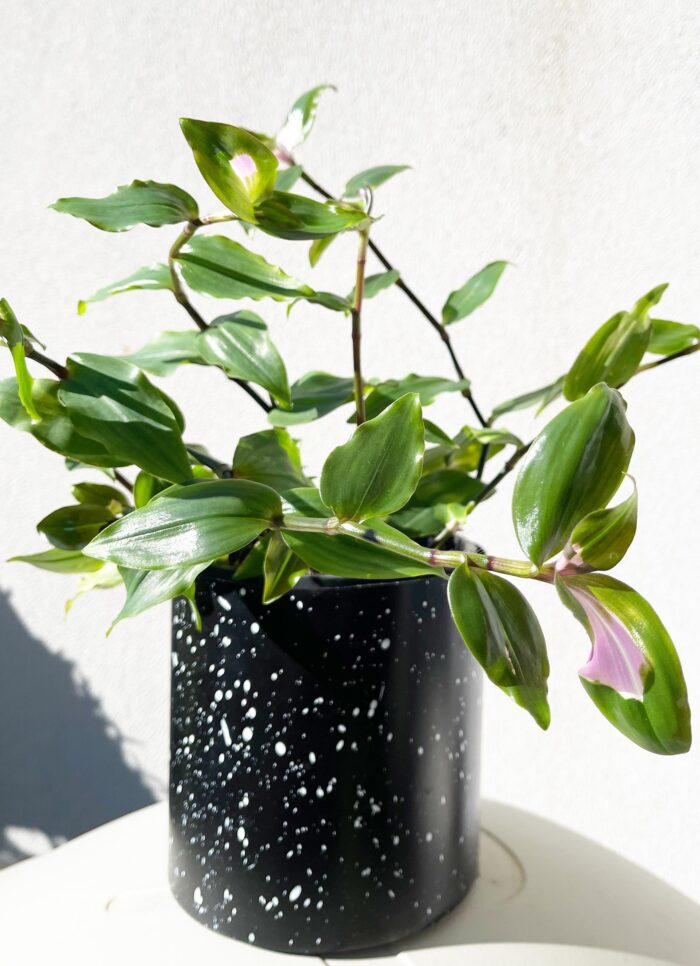 Cutting – Tradescantia Blushing Bride - Image 4