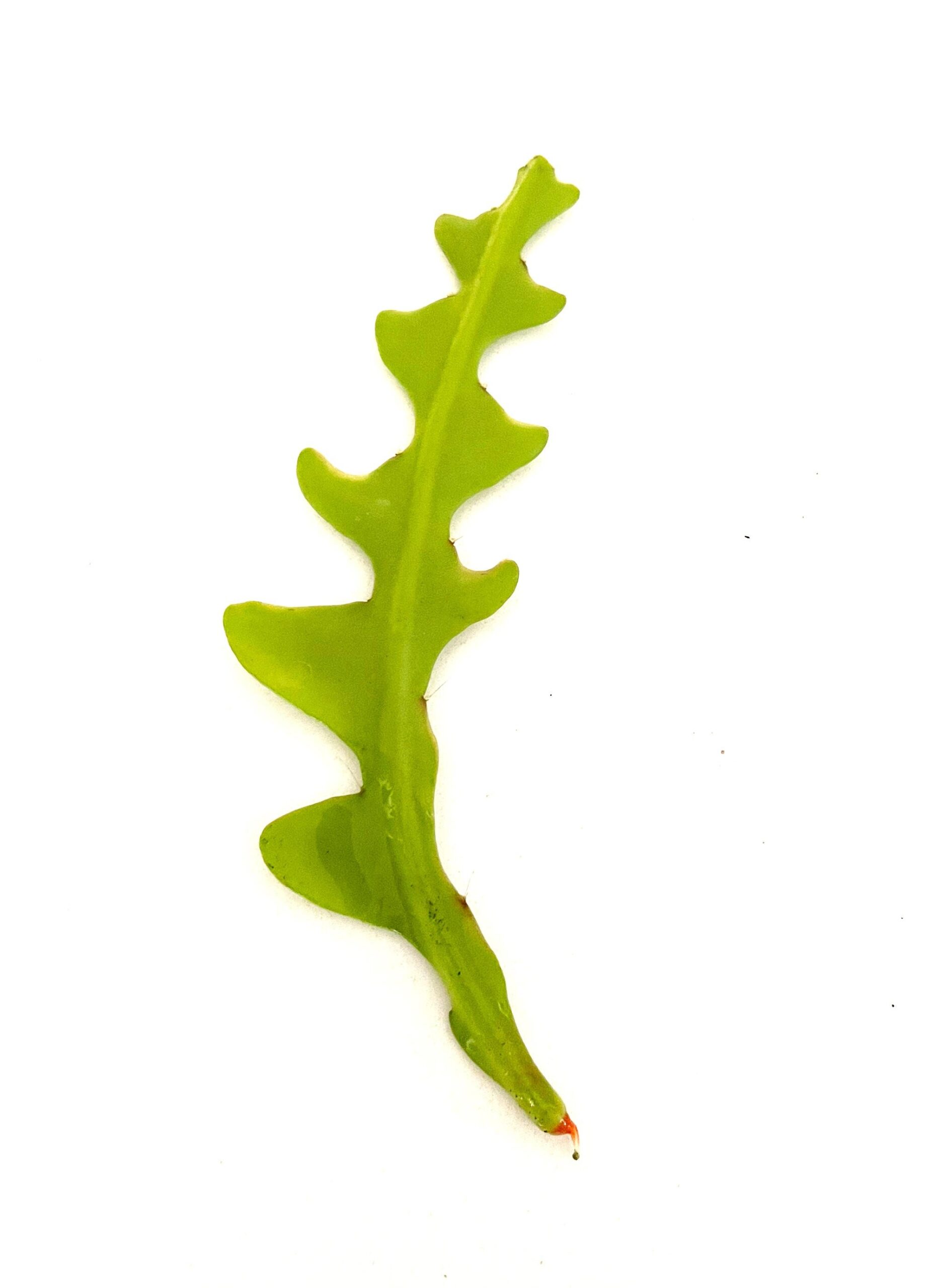 Cutting – Fishbone Cactus - Image 3