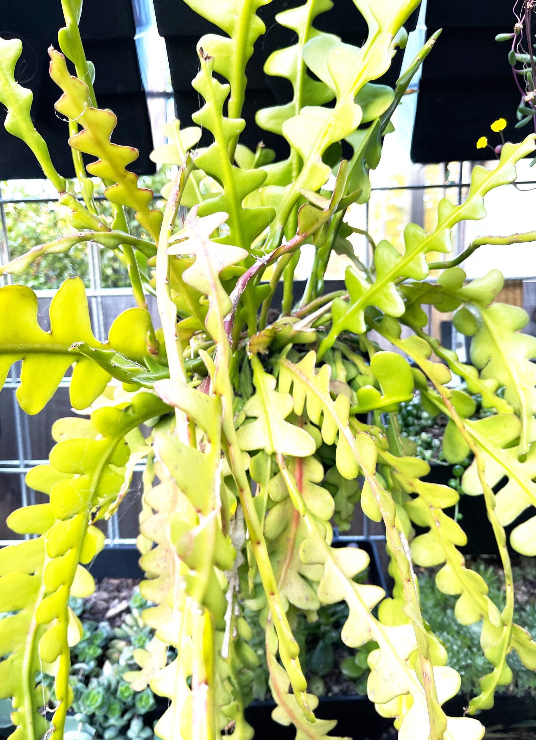 Cutting – Fishbone Cactus