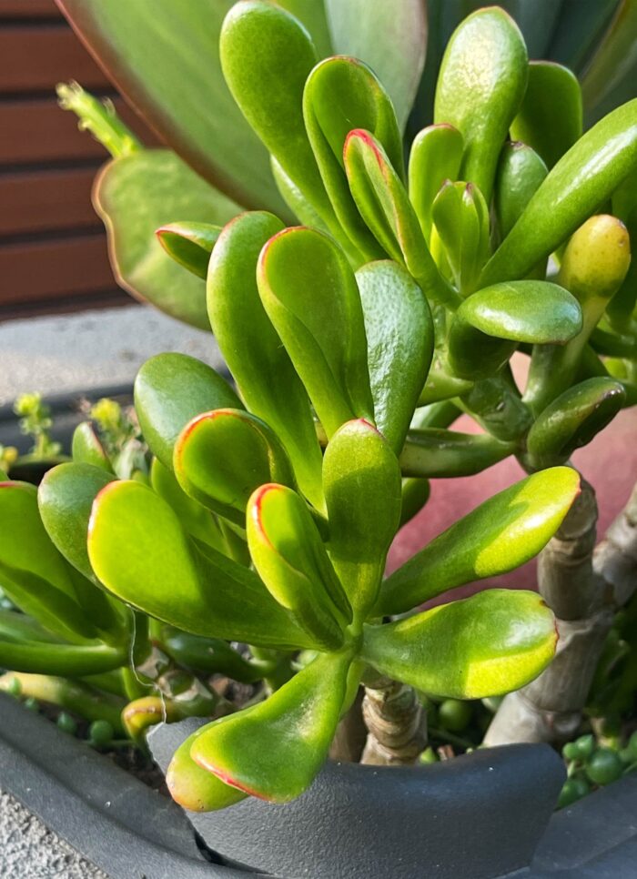 Cutting – Crassula Ovata 'Red Coral' - Image 2