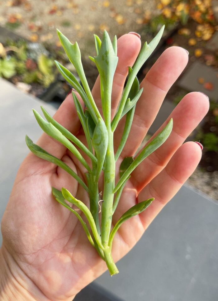 Cutting – Senecio 'Elk Antlers' - Image 4