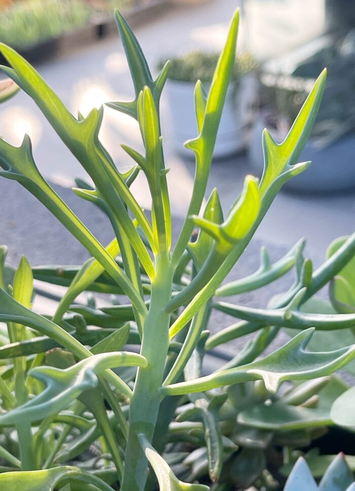 Cutting – Senecio 'Elk Antlers'