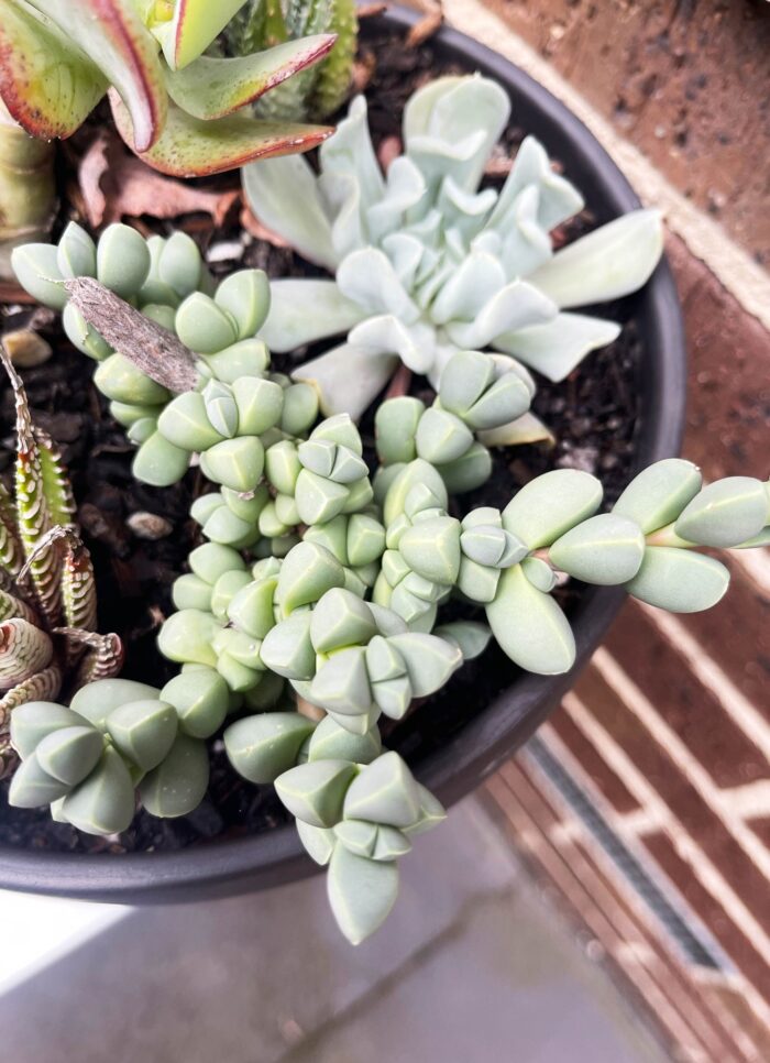 Cutting – Ice Plant, Corpuscularia Lehmannii - Image 6