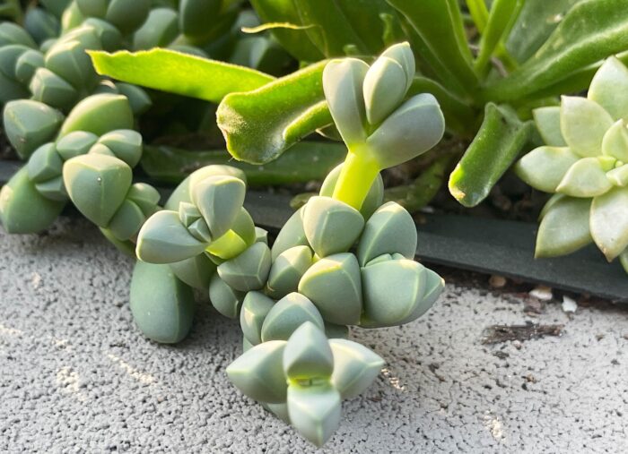 Cutting – Ice Plant, Corpuscularia Lehmannii - Image 2