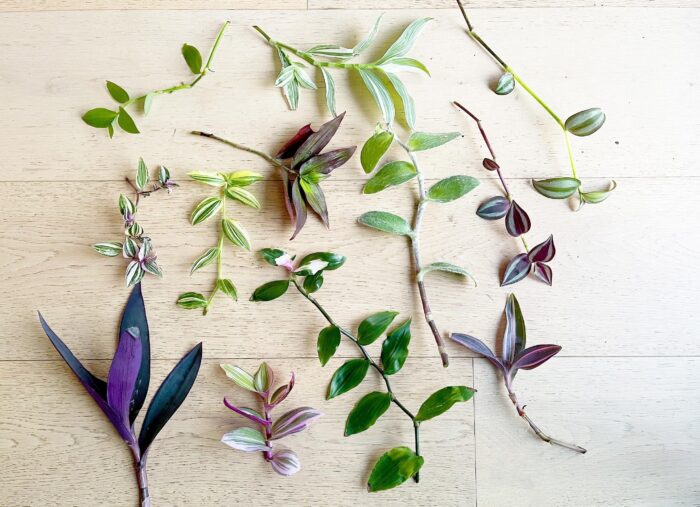 Tradescantia Mega Cuttings Bundle – Up to 12 Varieties
