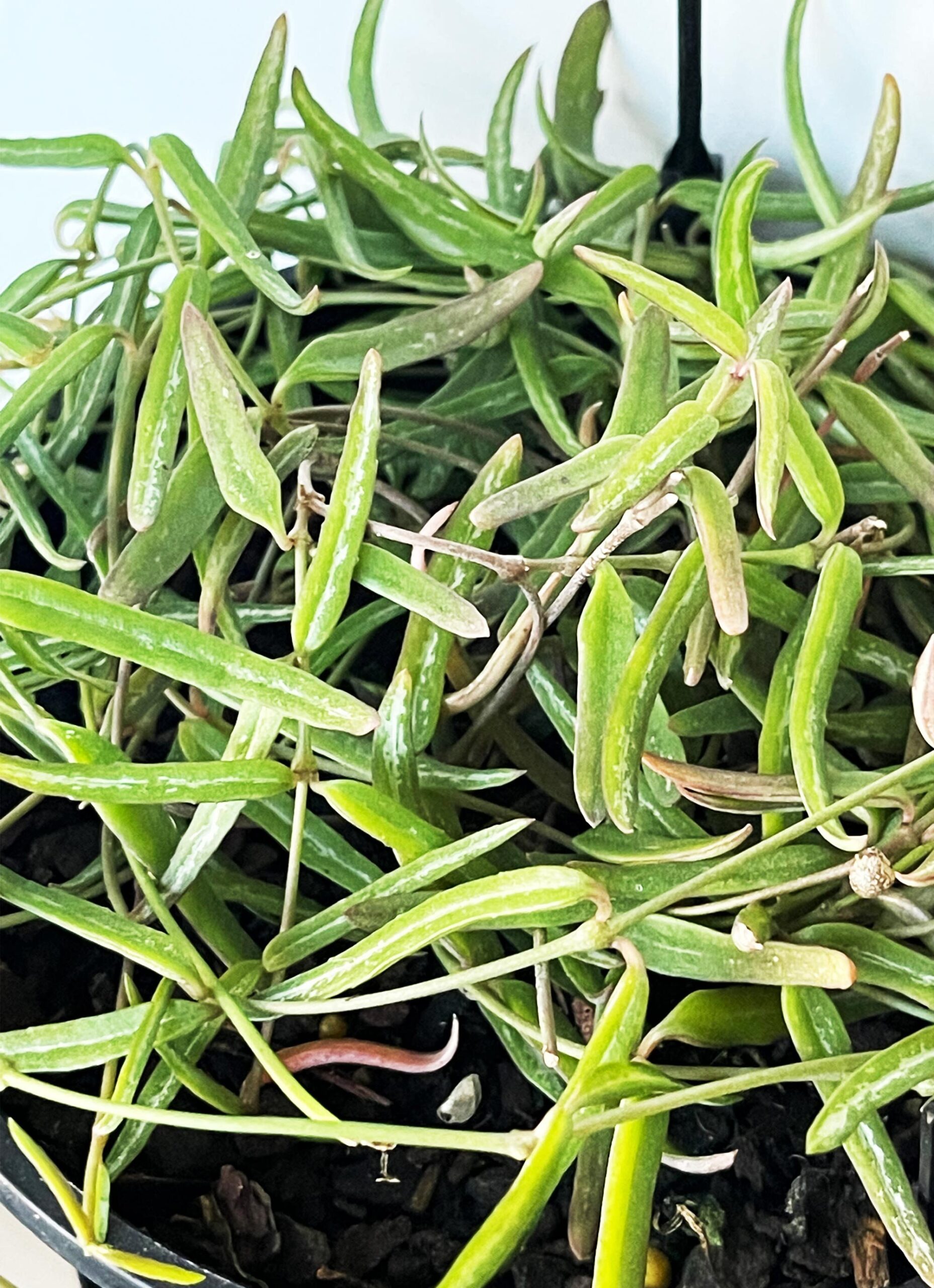 Cutting – String of Needles, Ceropegia Linearis - Image 2