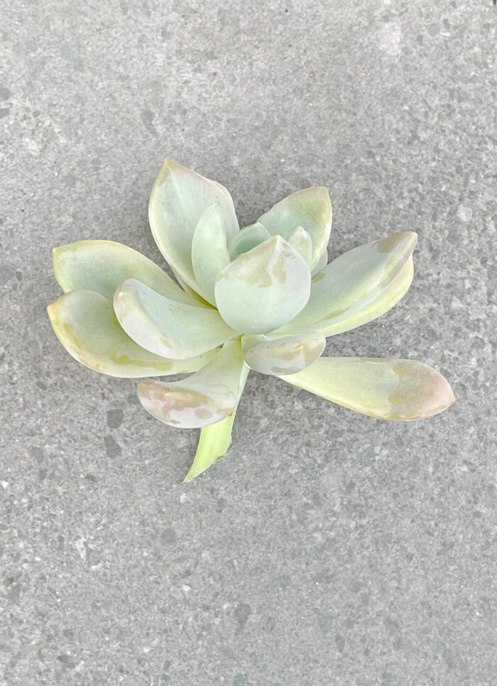 Cutting – Echeveria Draco - Image 4