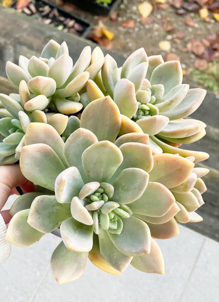 Cutting – Echeveria Draco - Image 2