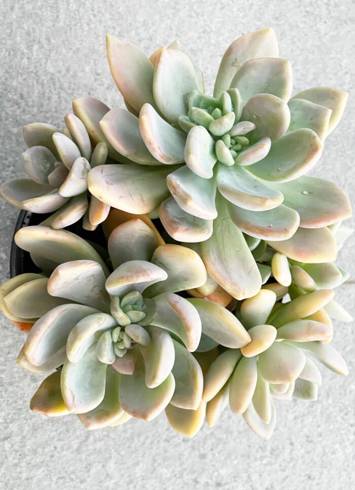 Cutting – Echeveria Draco - Image 3