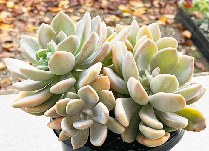Cutting – Echeveria Draco