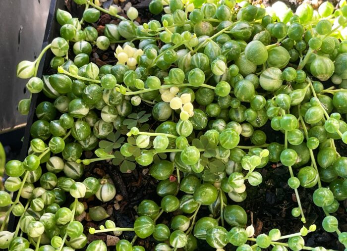 Cutting – Variegated String of Pearls, Senecio Rowleyanus Variegata - Image 2