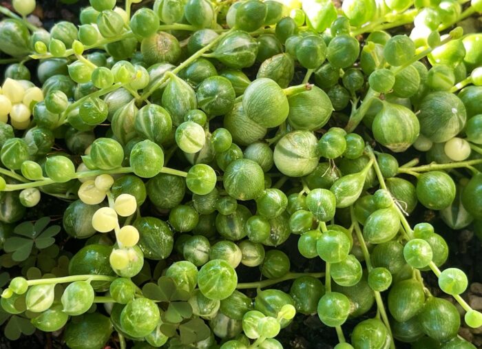 Cutting – Variegated String of Pearls, Senecio Rowleyanus Variegata