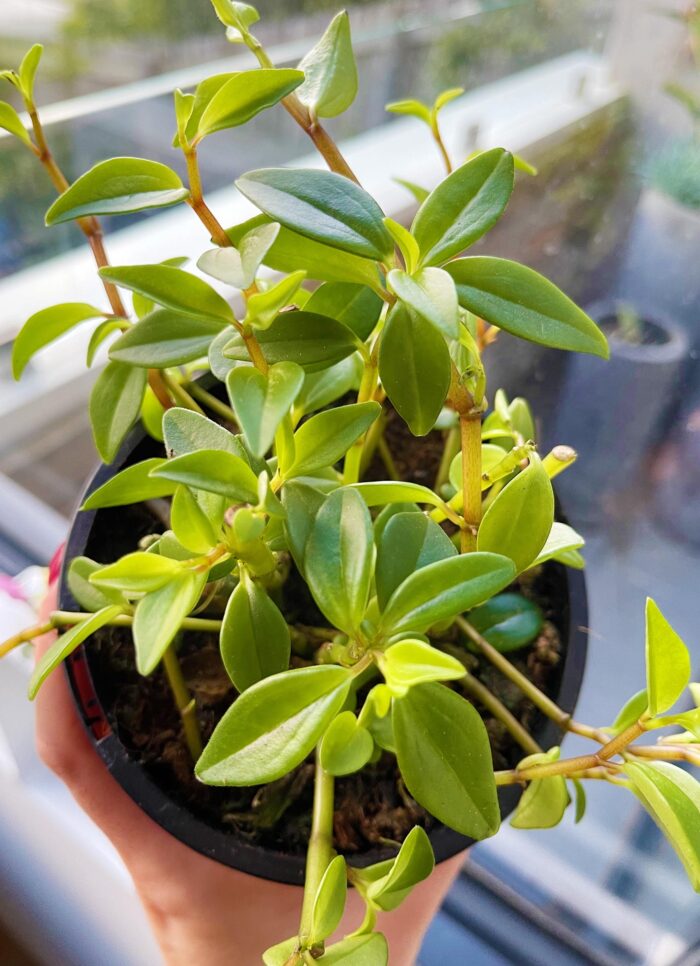 Cutting – Peperomia Abyssinica - Image 2