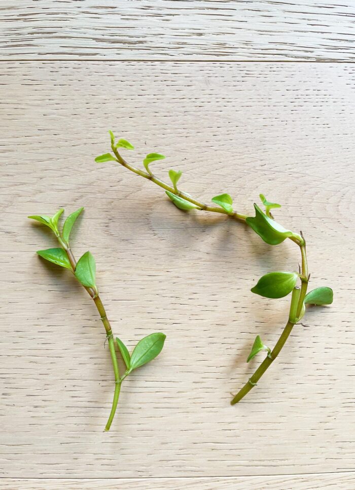 Cutting – Peperomia Abyssinica - Image 3