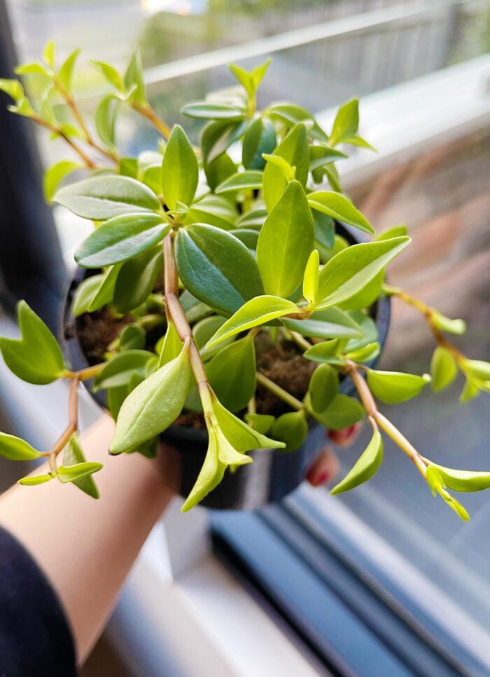 Cutting – Peperomia Abyssinica
