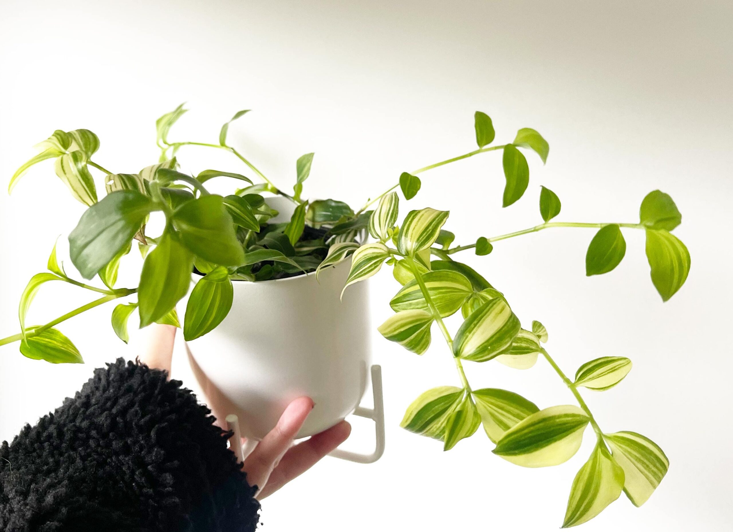Cutting – Tradescantia 'Golden Hill' Fluminensis Variegata - Image 3