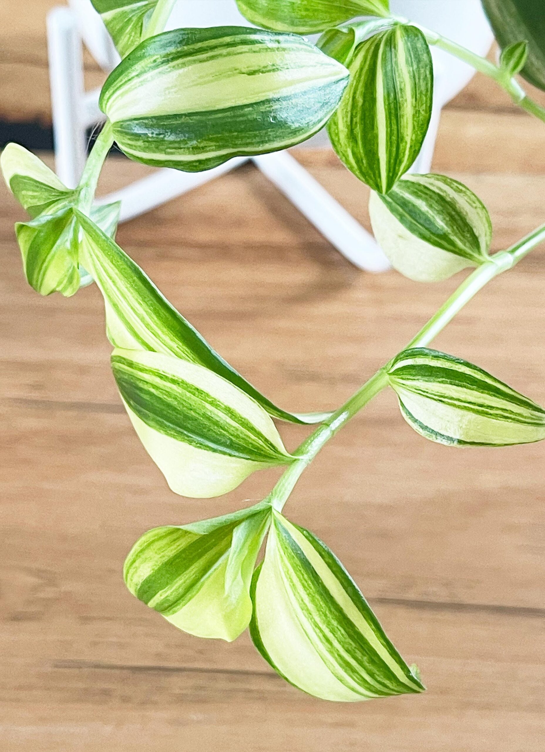 Cutting – Tradescantia 'Golden Hill' Fluminensis Variegata - Image 2