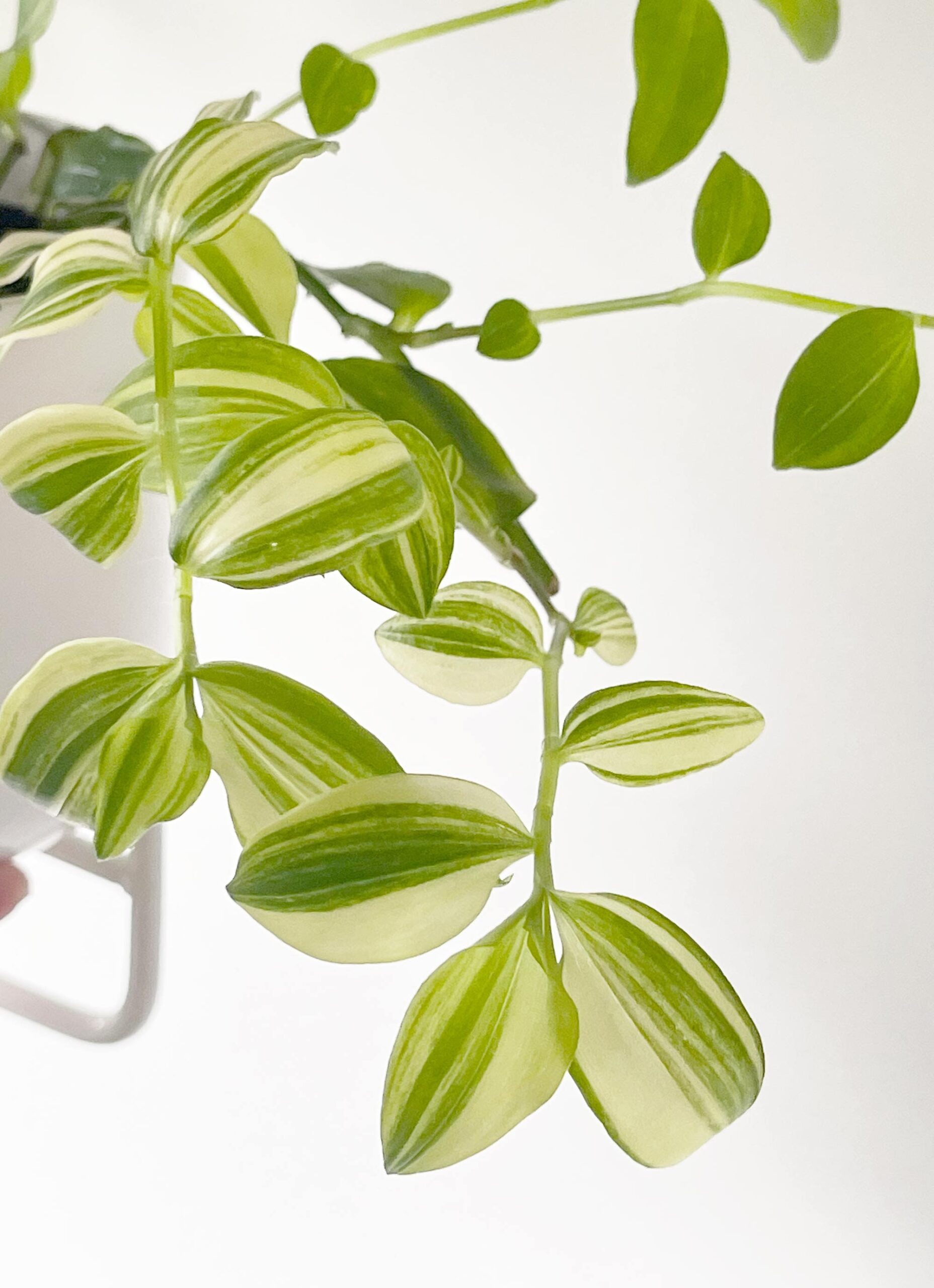 Cutting – Tradescantia 'Golden Hill' Fluminensis Variegata - Image 4