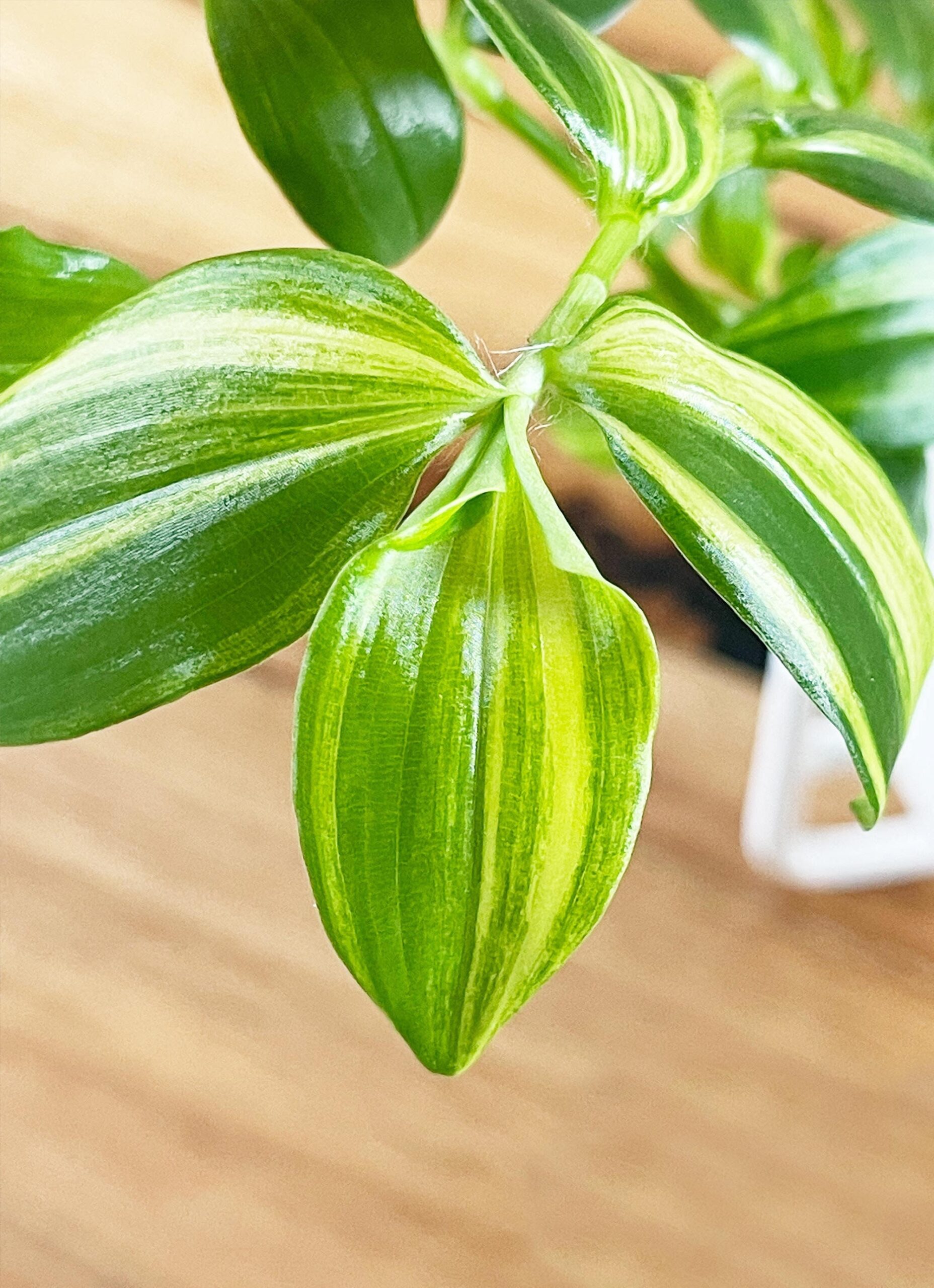 Cutting – Tradescantia 'Golden Hill' Fluminensis Variegata