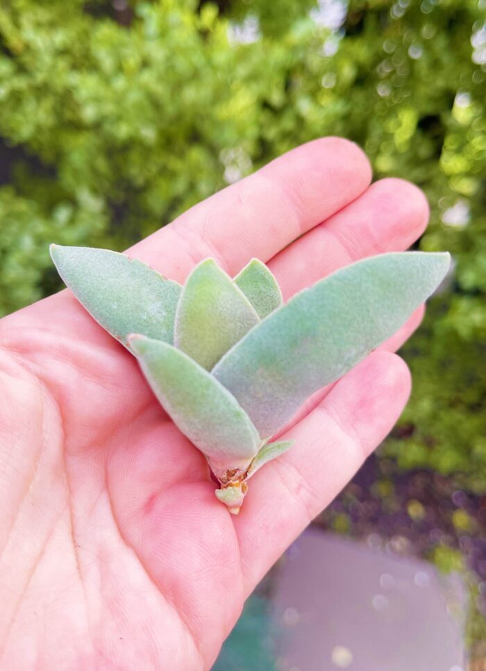 Cutting – Crassula Perfoliata 'Propeller Plant' - Image 4