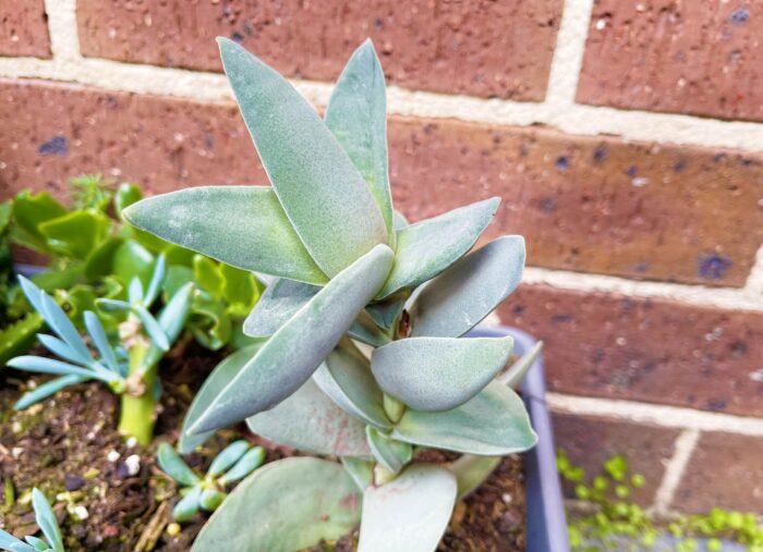Cutting – Crassula Perfoliata 'Propeller Plant' - Image 3