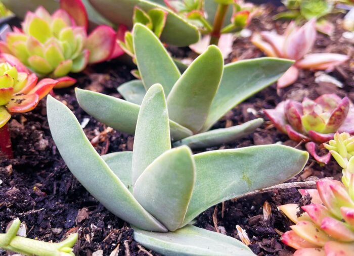 Cutting – Crassula Perfoliata 'Propeller Plant'