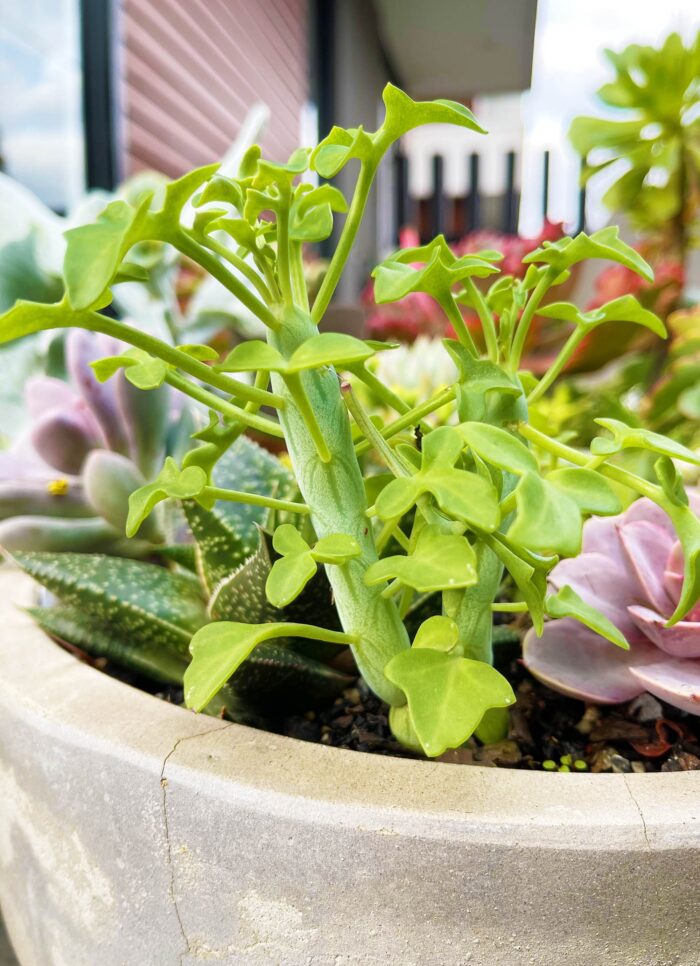 Cutting – Senecio Articulatus 'Candle Plant' - Image 3