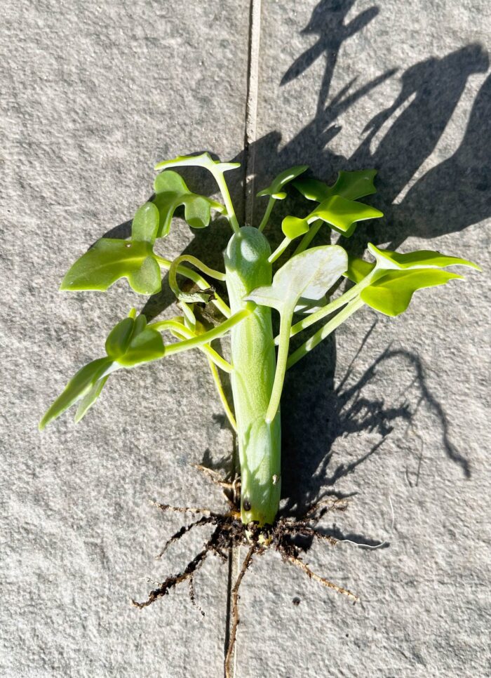 Cutting – Senecio Articulatus 'Candle Plant' - Image 4