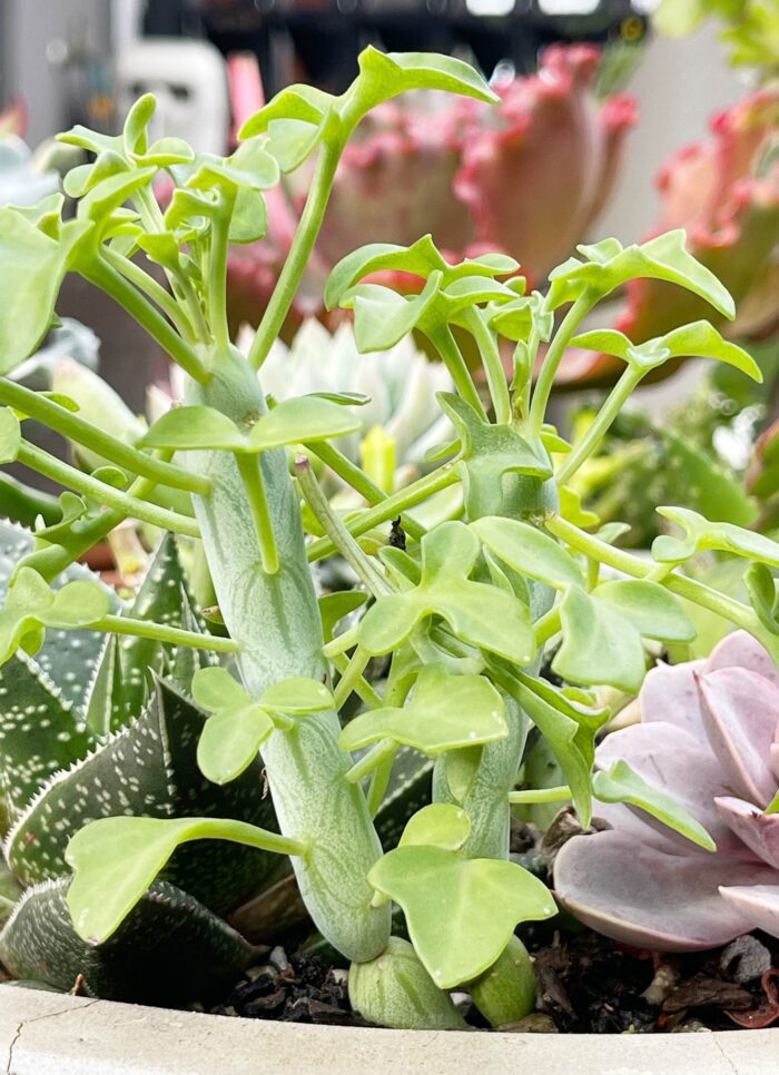 Cutting – Senecio Articulatus 'Candle Plant'