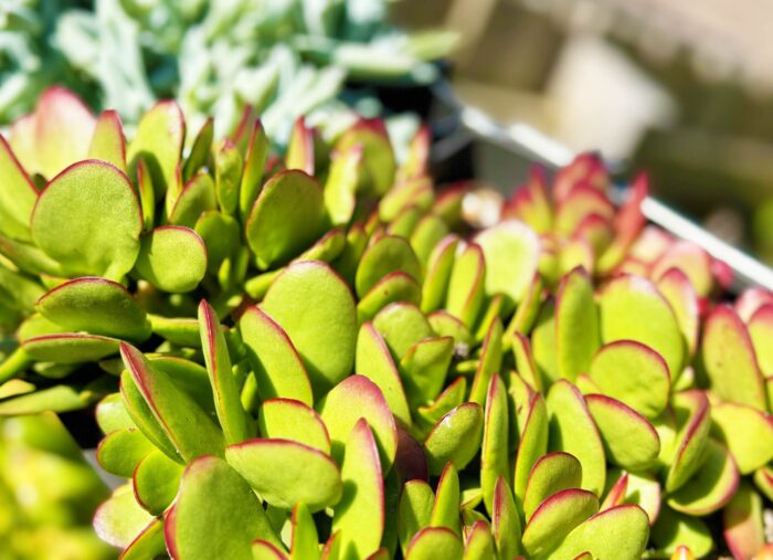 Cutting – Crassula Platyphylla sp. - Image 2