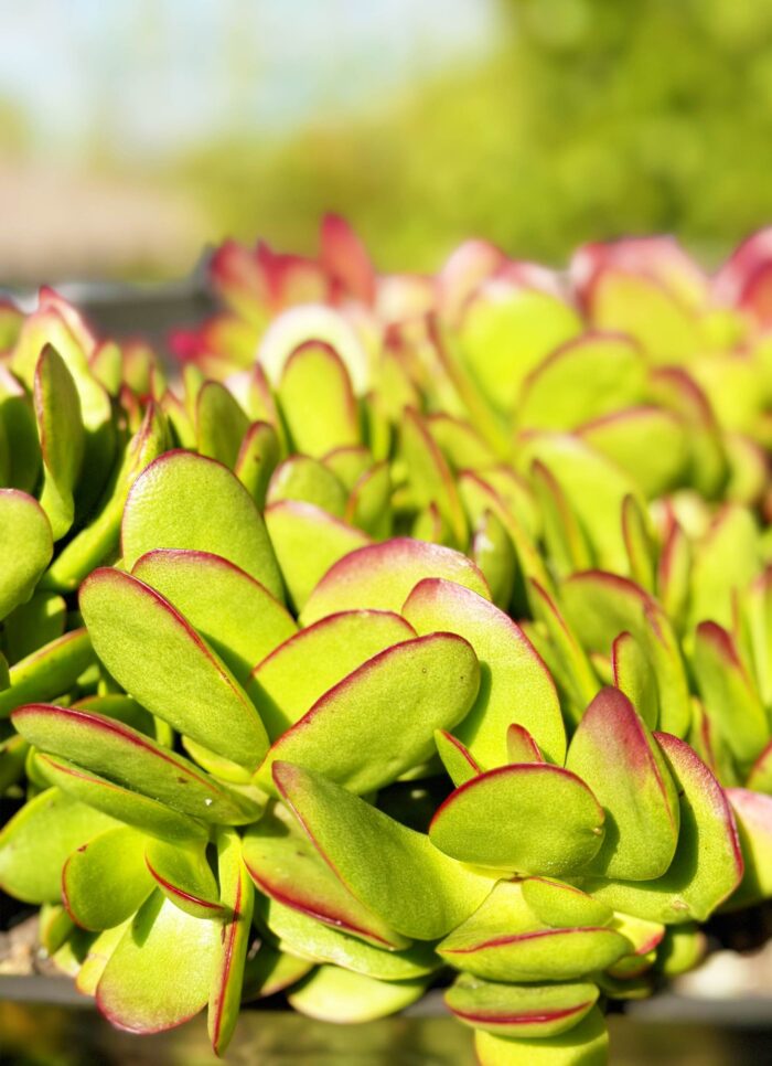 Cutting – Crassula Platyphylla sp.
