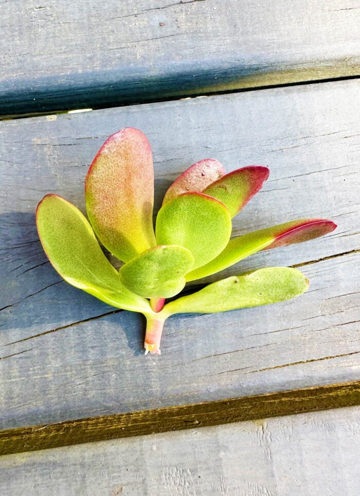 Cutting – Crassula Platyphylla sp. - Image 3