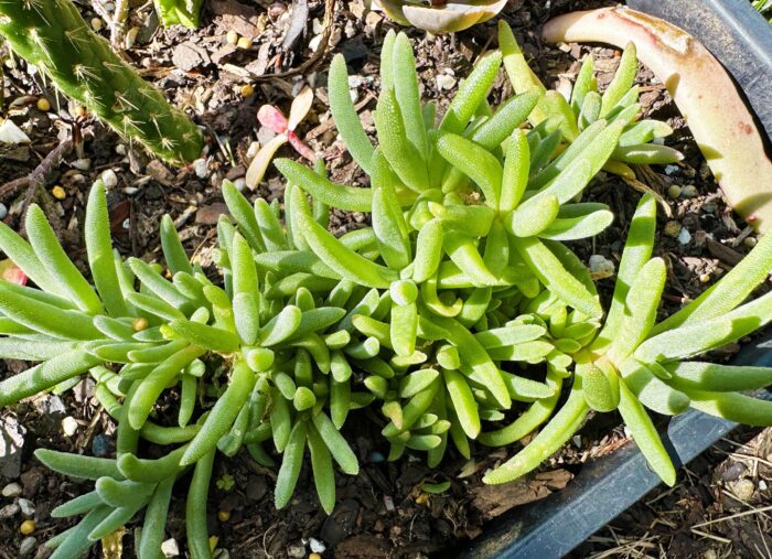 Cutting – Delosperma sp. Ice Plant - Image 2