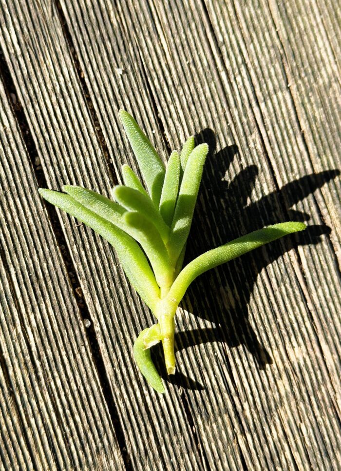 Cutting – Delosperma sp. Ice Plant - Image 3