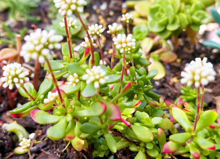 Cutting – Crassula Pubescens subsp. Radicans